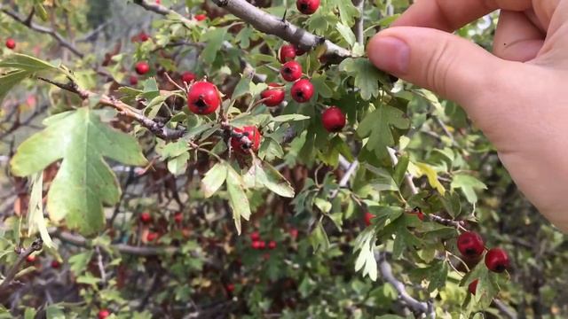 KIZILCIK MEYVESİ l Cornus mas смотреть онлайн