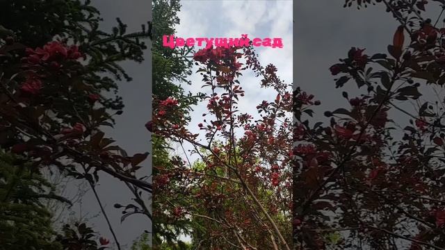 Цветущий японский сад в Краснодаре весной. смотреть онлайн