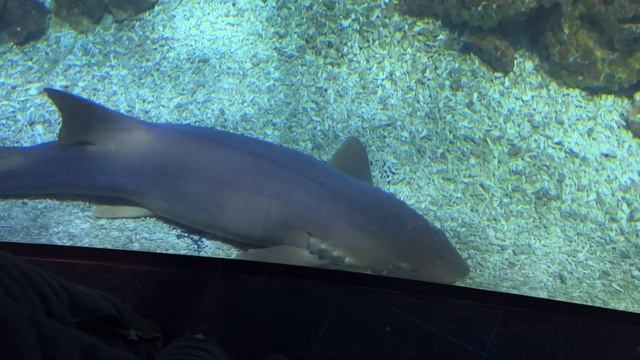 Аквариум "Глубина" (The Deep) в Халле. Часть 1: рыбы смотреть онлайн