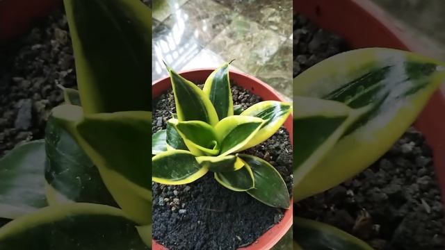 Sansevieria Hahnii Jade