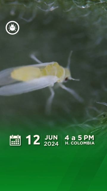 🚨 ¡Faltan pocos días! No te pierdas nuestro seminario online control biológico de la mosca blanca 🦟 смотреть онлайн
