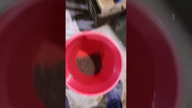 Черная икра в аппаратах Вейса. УЗВ. смотреть онлайн