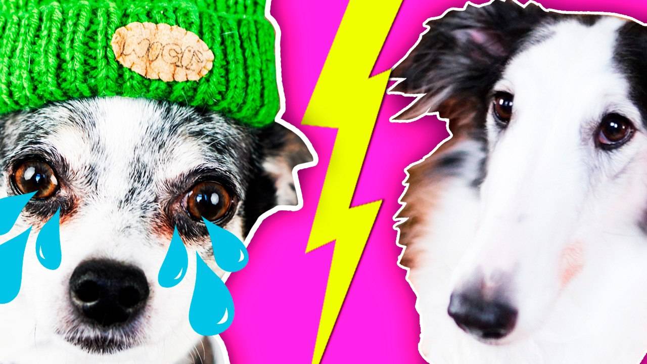 ИСТОРИЯ ПЕСИКОВОЙ ДРАМЫ: Любовь и расставание, как у звёзд интернета 🐕💔 смотреть онлайн