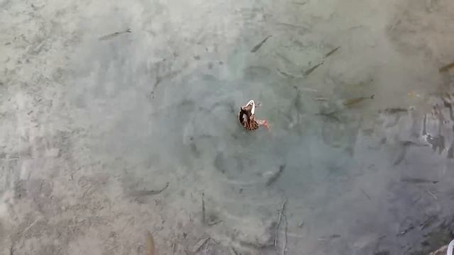 Утка и рыбы смотреть онлайн
