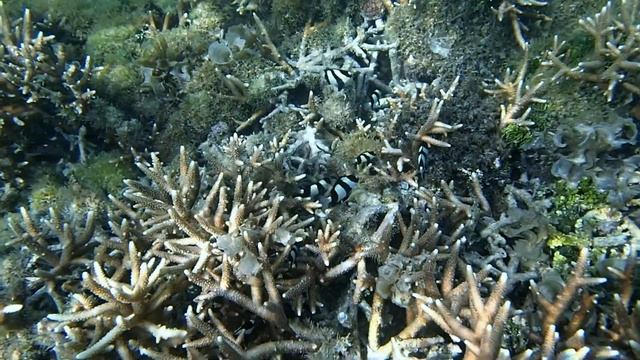 Whitetail Dascyllus in Stag Coral смотреть онлайн