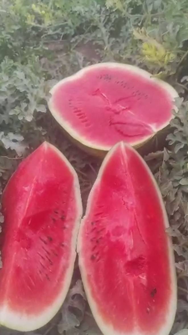 Арбузы оптом из Ирана