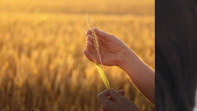 ЗоРРО®. Уверенные инвестиции в лучший урожай смотреть онлайн