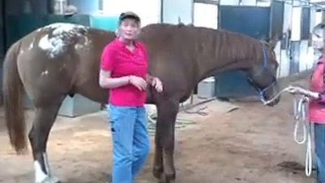 Sore Cranky or Lame Horse? April Love - Holistic Horse Works LLC смотреть онлайн