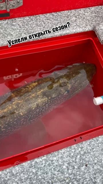 Красивые кадры рыбалки с гидом на лодке Триера #Триера #рыбалка #гид #отдых смотреть онлайн