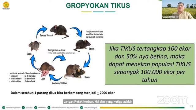 NGOBRAS VOLL 11 смотреть онлайн