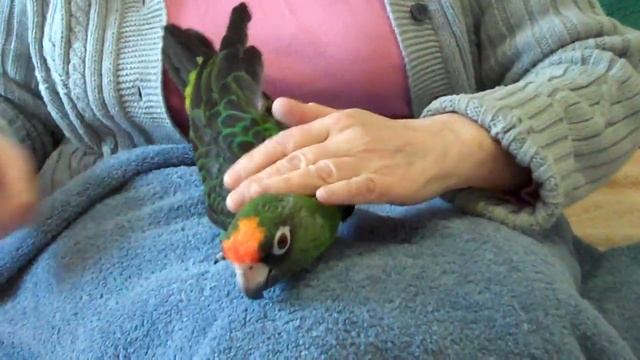 Basic Parrot Physical Exam смотреть онлайн