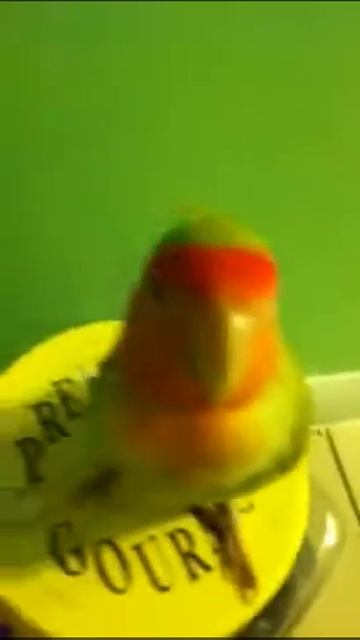 My love bird смотреть онлайн