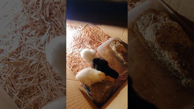 Ovo azul Campo Duna anoiteceu смотреть онлайн