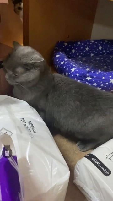 У кошек тоже есть - 💗💗 Love Story 💔💔#shorts #lovestory #кошки  #приютдлякошек #love #cats #catshort