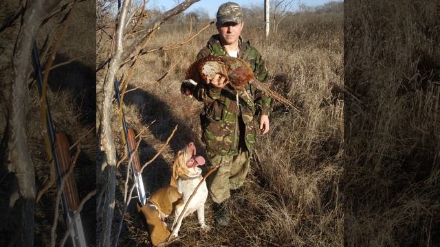 охота c легавой .ТОЗ 66 + БЕНЕЛЛИ смотреть онлайн