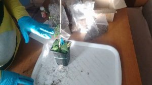 КЛЕМАТИСЫ ИЗ ПОСЫЛКИ. ЧТО ДЕЛАТЬ С КОРНЕВИЩАМИ ПОСЛЕ ПОКУПКИ?
