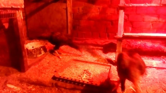 бойцовые петухи.рыбный день смотреть онлайн