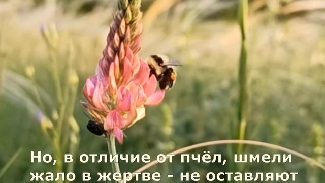 Шмель смотреть онлайн