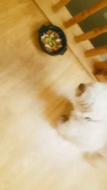 Dog's Big Thanksgiving смотреть онлайн