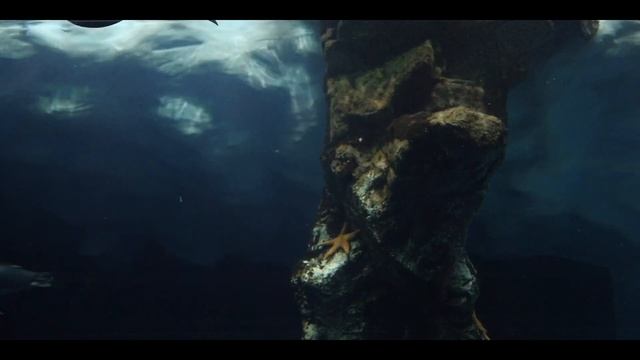 "Penguins - Survival in Antarctica" | Original Music Score by Riccardo P. | #cuetubepenguins смотреть онлайн
