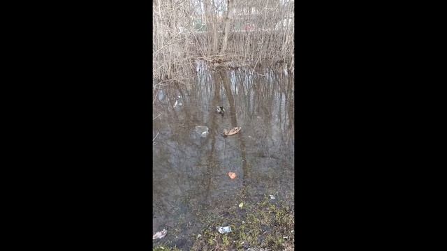 утка и селезень 🦆 смотреть онлайн