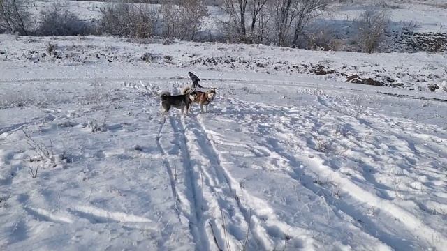 На прогулке с хаски Тайгой и Рейной. смотреть онлайн
