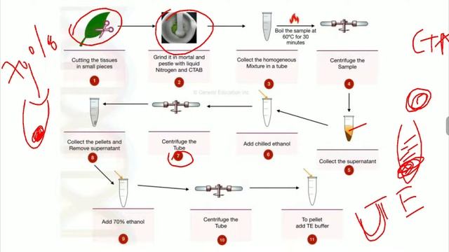 DNA ISOLATION | EASY SHORT UNDERSTANDING FOR PRACTICALS смотреть онлайн