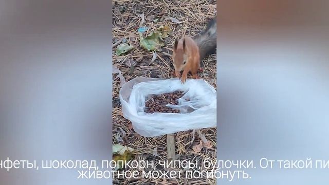 !!!SOS!!! Что для человека-лакомство,для белки смерть! смотреть онлайн