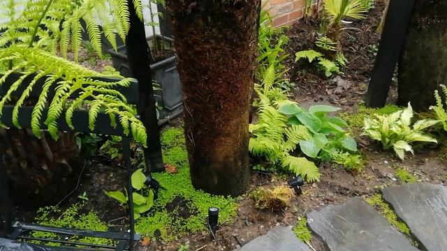 My Secret Garden. Garden Tour. Shade Garden. Tree Ferns. смотреть онлайн