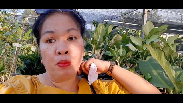 THAILAND RARE PLANTS- Very affordable here compared in Philippines смотреть онлайн