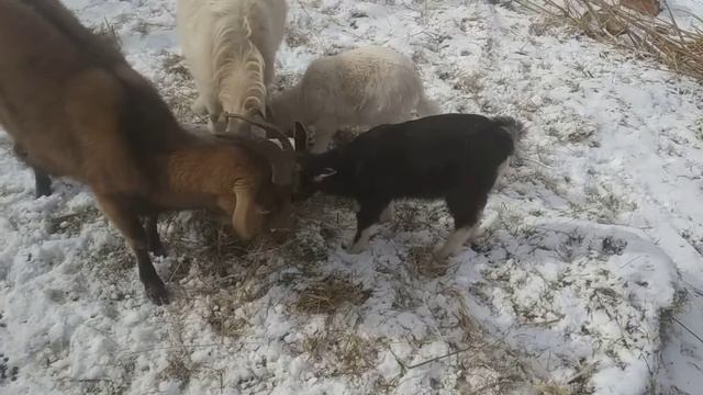 ЕВНУХ
