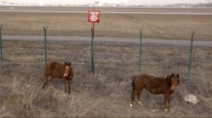 Авиалошадки. Не боятся взлётов и посадок.