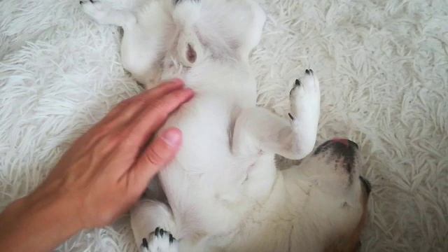 Самая надёжная охрана в мире (the Most Reliable Security In The World)