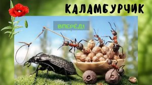 Муравьиная ферма. Каламбурчик
