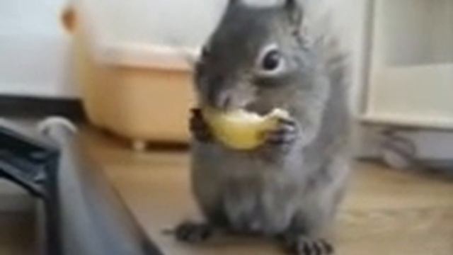 супер прикил belochka kushaet limon смотреть всем я угарал !!!))) смотреть онлайн