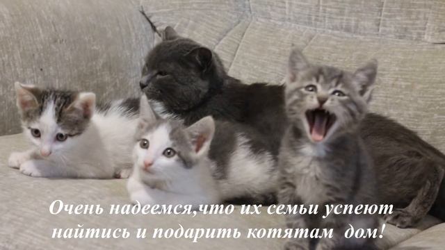 Пушистые обитатели подъезда. Cats Saved from the Street смотреть онлайн