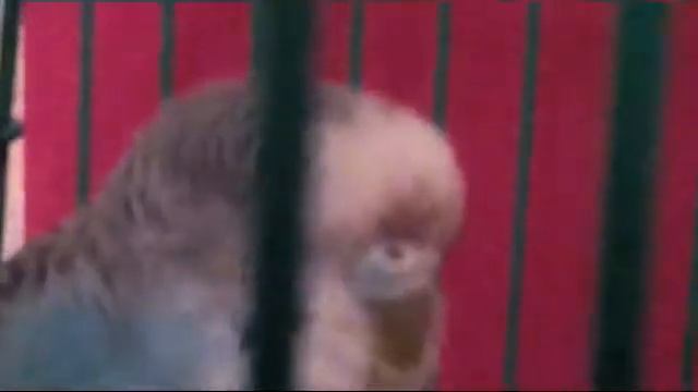 ПЕТС КАВЕР! Снежок и Арчи поют клипы! / Виолетта Лайк Pets. смотреть онлайн