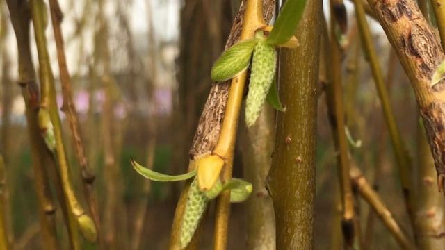 Golden weeping willow - twigs, buds & flowers - February 2019 смотреть онлайн