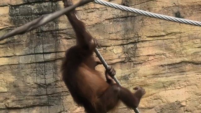 My yawn! by Borneo 俺のあくび！ボルネオ　Orangutan Tama Zoological Park смотреть онлайн