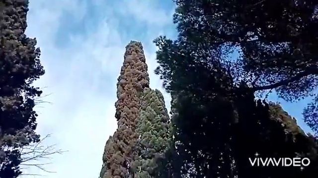 Тофик Агаев–8-ое Марта. Демоверсия смотреть онлайн