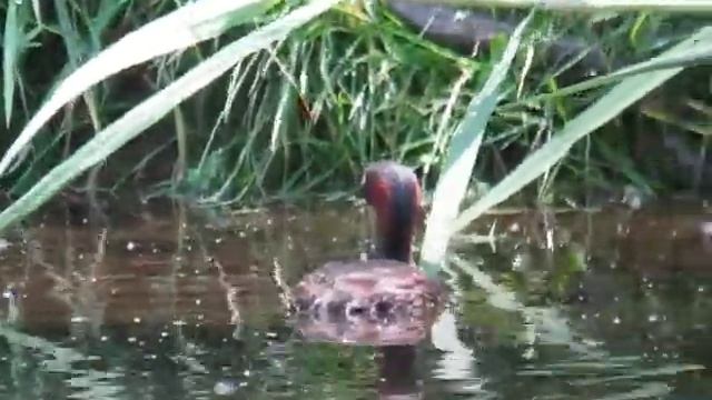 カイツブリとヘビ20090502 смотреть онлайн