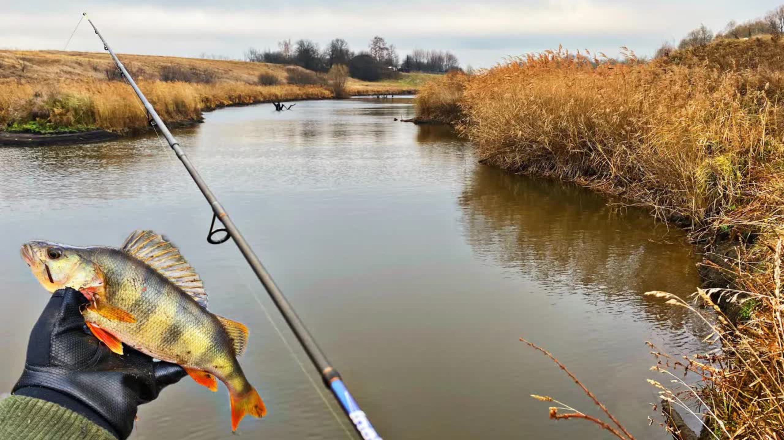 Да сколько здесь РЫБЫ в этих КОРЯГАХ?!!Бешенный клев ОКУНЯ!!рыбалка на спиннинг!! смотреть онлайн