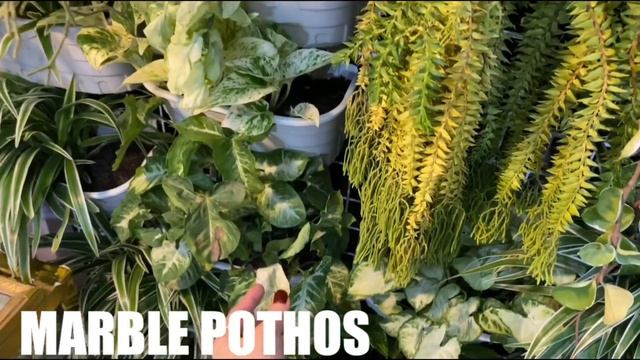 INDOOR VERTICAL GARDEN TOUR | ROMA SO смотреть онлайн