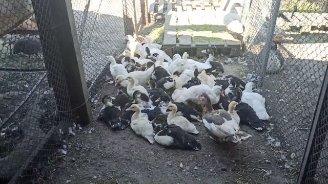 СТАРШІ КАЧЕНЯТА ЗМІНИЛИ МІСЦЕ ПРОЖИВАННЯ смотреть онлайн