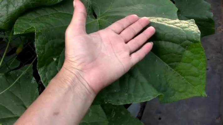 Новый эксперимент посадки огурцов в неотапливаемой теплице. Какой способ растёт быстрее. смотреть онлайн