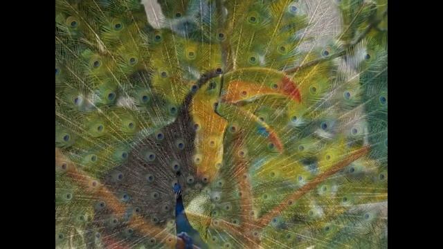 Экзотические птицы смотреть онлайн