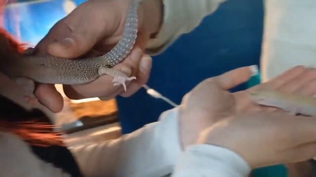 Выставка пауков,ящерец и змей смотреть онлайн