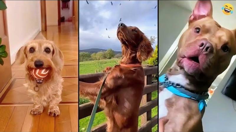 Смешные видео ЖИВОТНЫХ 😊 Самые смешные КОШКИ😺 и СОБАКИ🐶 2025 смотреть онлайн