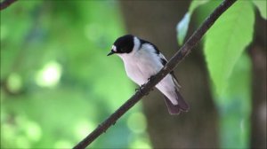 Как поет МУХОЛОВКА-БЕЛОШЕЙКА #голосаптиц