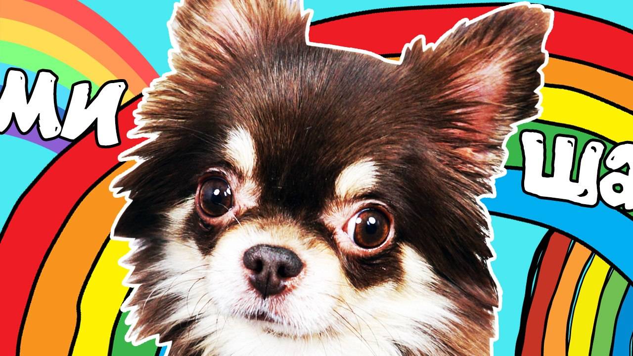 МОЯ СОБАКА МИША: первые впечатления дома, реакция и забавные моменты 🐶🏡 смотреть онлайн